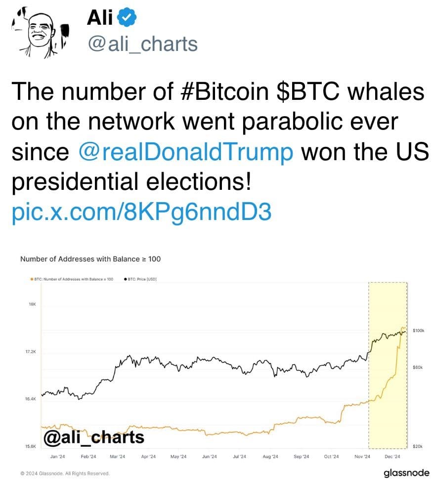 Bitcoin whale numbers grow after the election