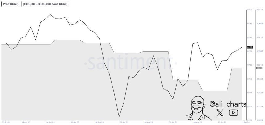 Dogecoin Whales Bought 80M DOGE in 24 hours | Source: Ali Martinez on X