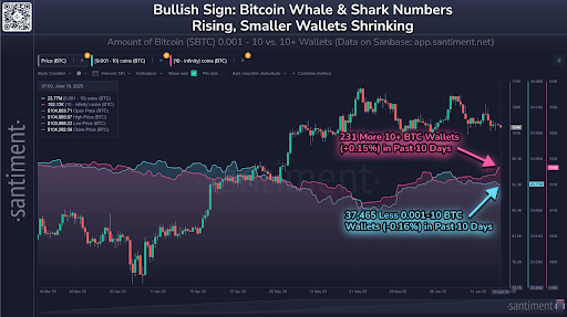 Bitcoin bears 12